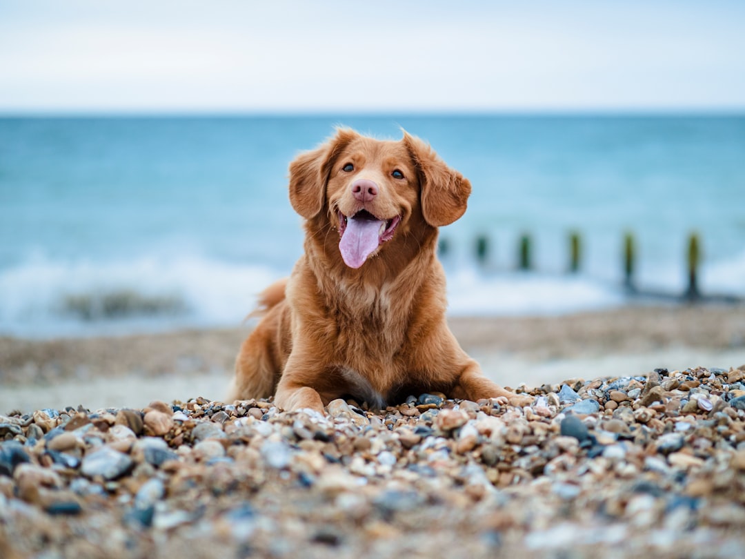 Photo Happy dog