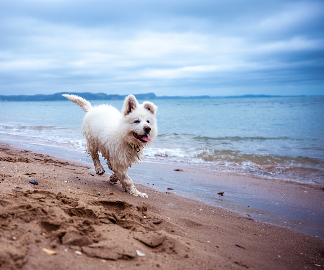 Photo Dog on beach